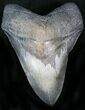 Beautiful Megalodon Tooth - Quality Serrations #22588-1